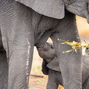 mamma-allatta-elefantino
